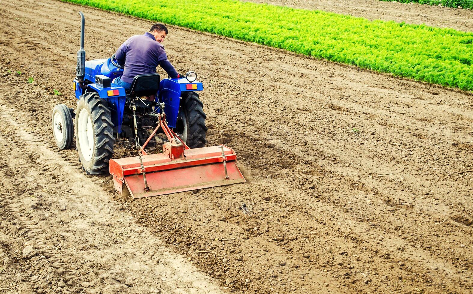 Farmer drives a tractor with a milling machine. Loosens, grind and mix soil on plantation field. Field preparation for new crop planting. Loosening surface, cultivating the land. Farming, agriculture. photo