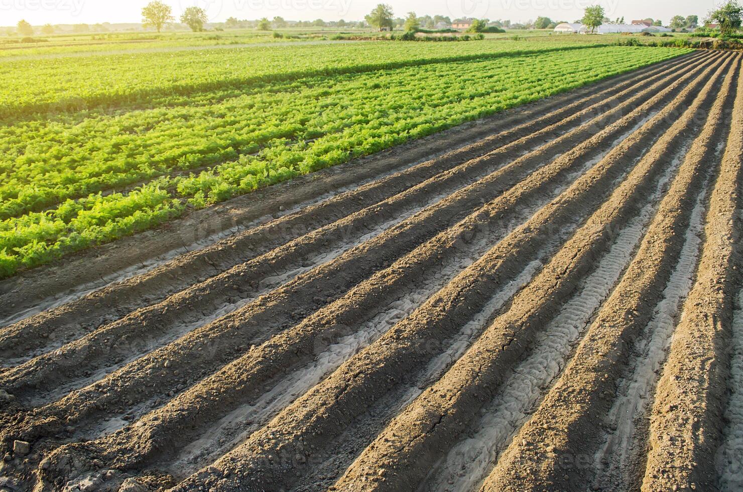 Landscape of a farm plantation field. Juicy greens of potato and carrot tops. European organic farming. Growing food. Root tubers. Land processing and cultivation. Agroindustry and agribusiness. photo