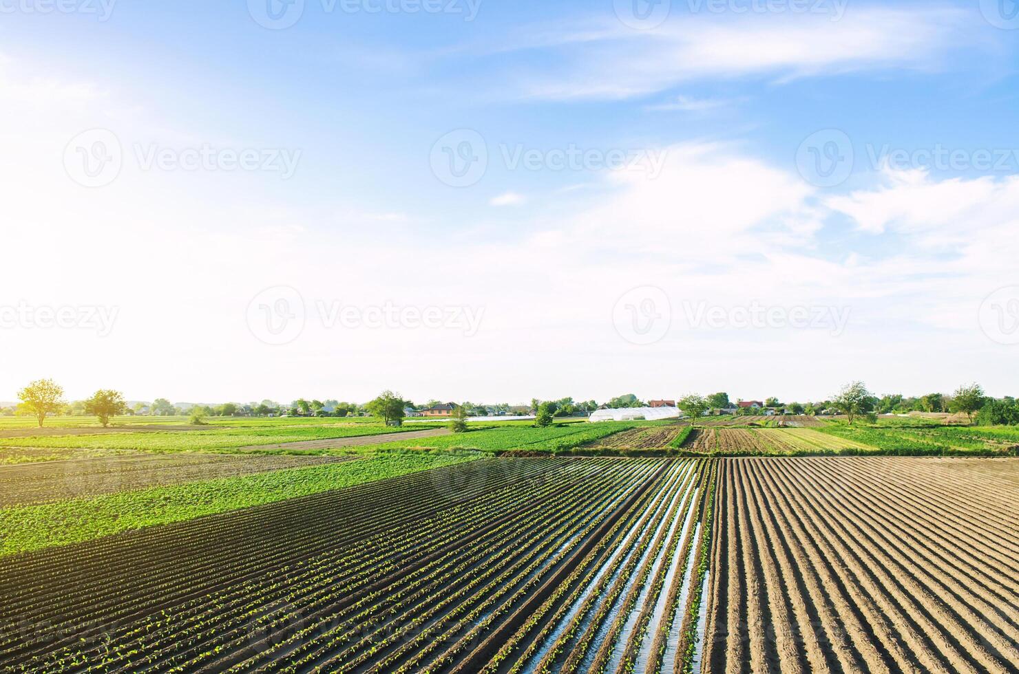 Irrigation of agricultural farm fields. Growing and food production of vegetables. Agronomic farming. Water resources. Agroindustry and agribusiness. Moisturizing and care photo