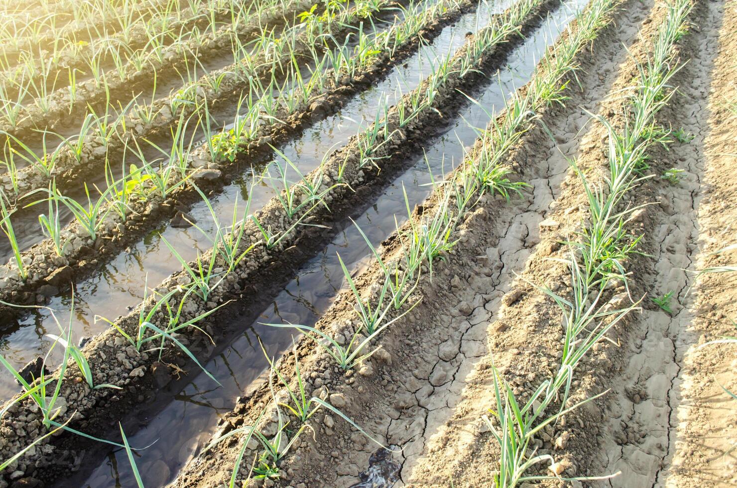 Green leek onion plantation with water in irrigation canals.Conservation of water resources and reduction pollution. Caring for plants, growing food. Agriculture and agribusiness. photo
