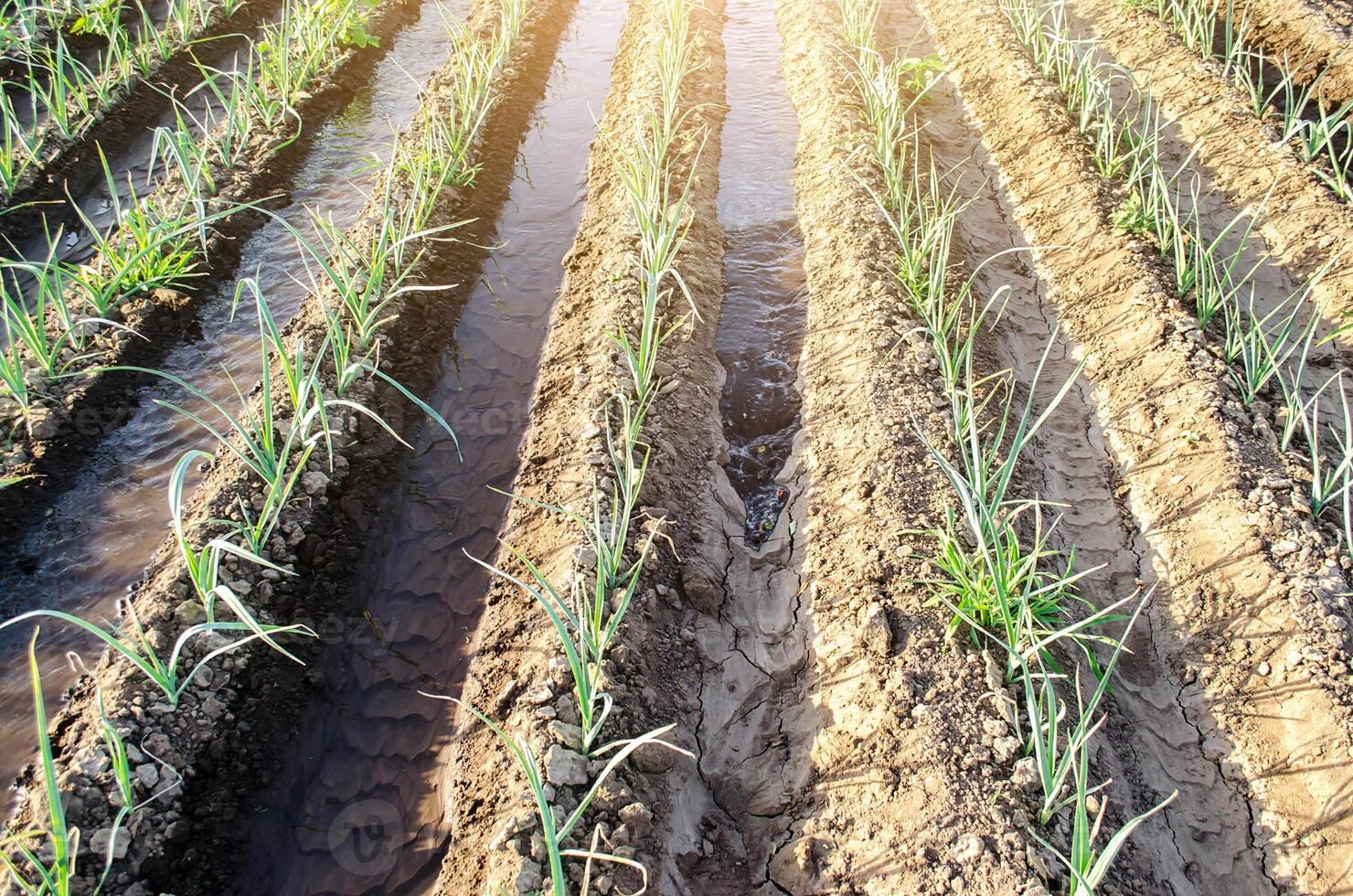 Water flows through irrigation canals on a farm leek onion plantation. Conservation of water resources and reduction pollution. Caring for plants, growing food. Agriculture and agribusiness. photo