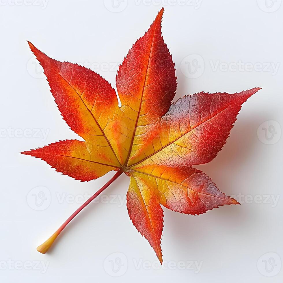Vibrant autumn maple leaves displaying red and yellow gradients on white background, featuring natural textures and sharp details through macro photography with studio lighting. professional photo
