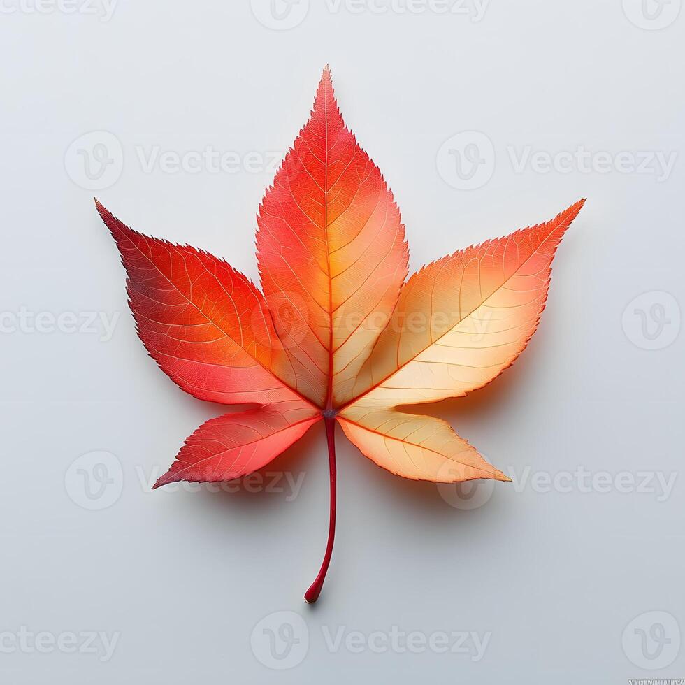 Vibrant autumn maple leaves displaying red and yellow gradients on white background, featuring natural textures and sharp details through macro photography with studio lighting. foliage photo