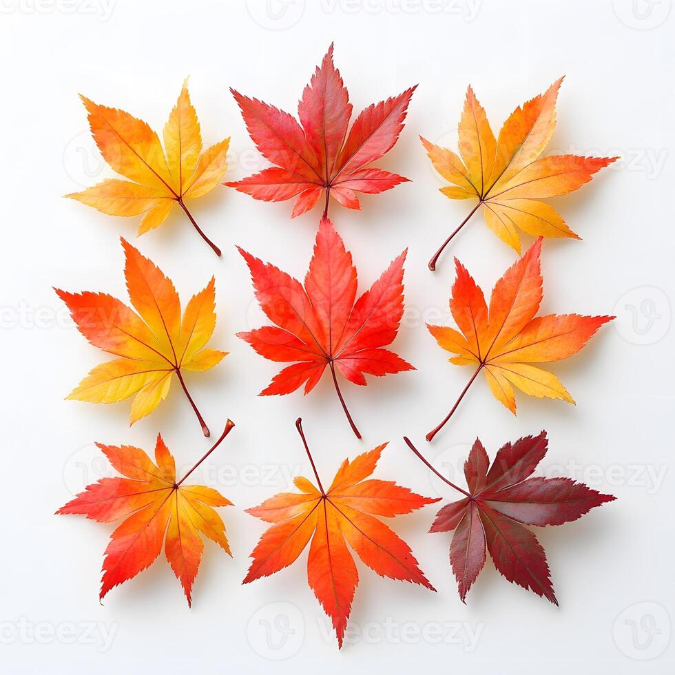 Vibrant autumn maple leaves displaying red and yellow gradients on white background, featuring natural textures and sharp details through macro photography with studio lighting. veins photo