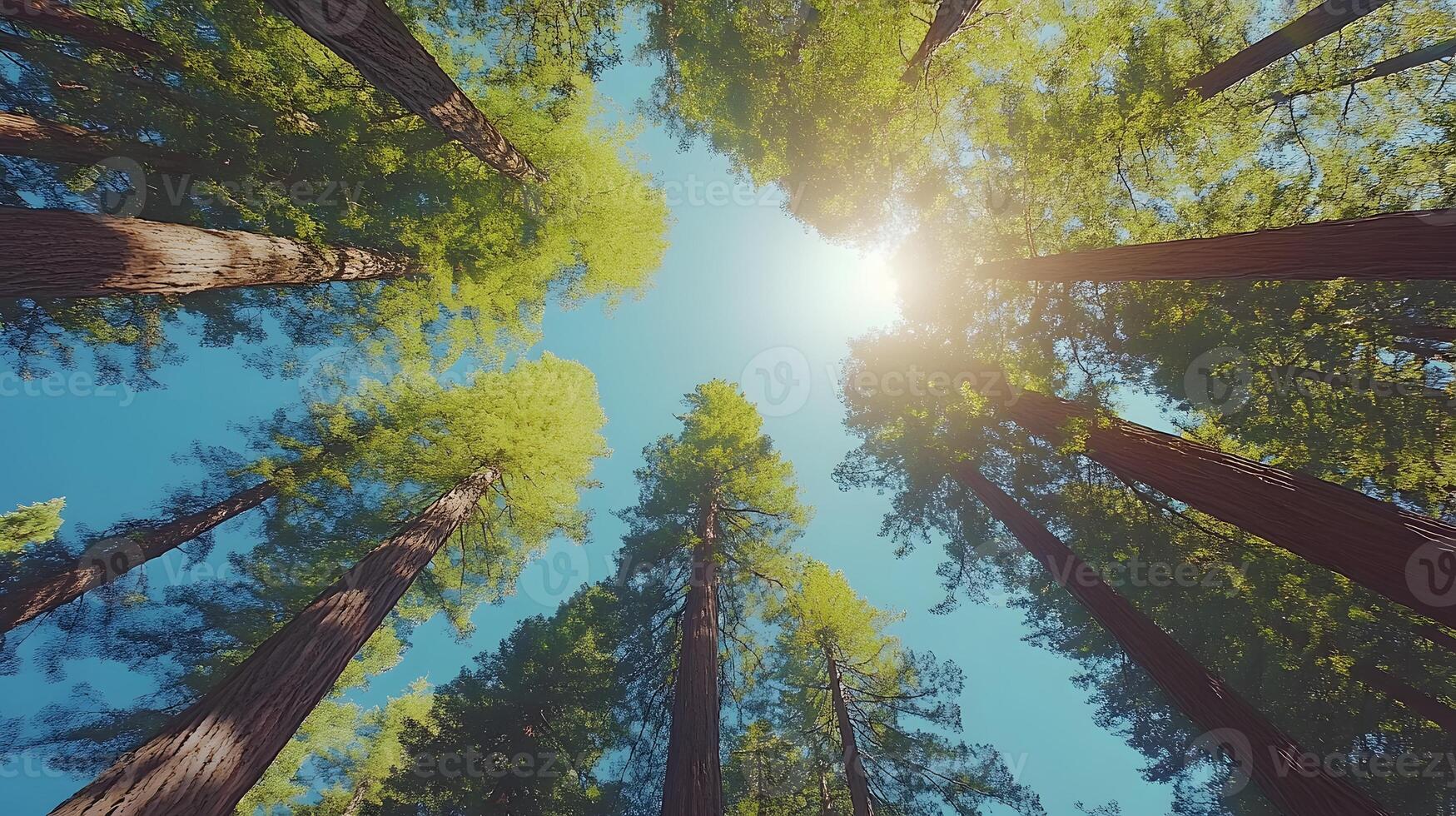 Majestic redwood trees converge upward against crystal blue sky, with bright sunlight piercing through dense green canopy, captured in wide-angle perspective showing forest crown view. summer photo