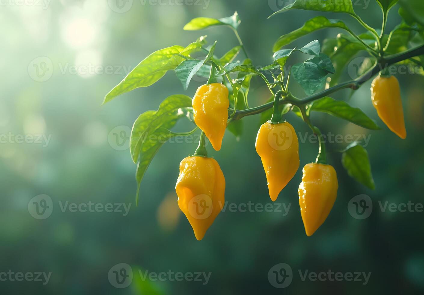 Ripe Yellow Scotch Bonnet Peppers Growing On A Plant photo