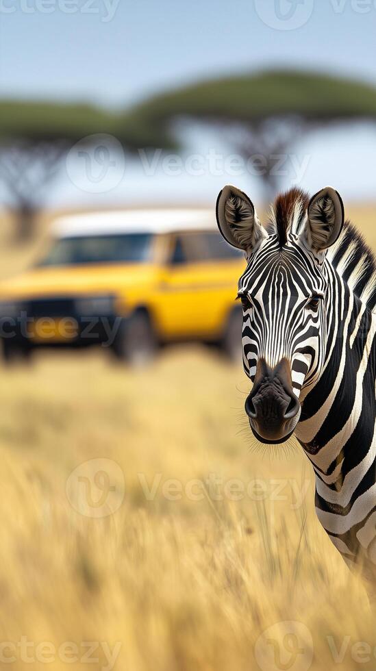 a zebra standing in a field with a yellow car photo