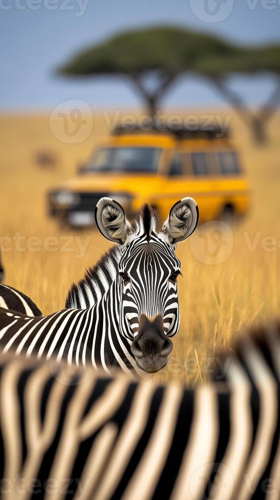 Zebras on the field in the savannah, with blur safari car in the background photo