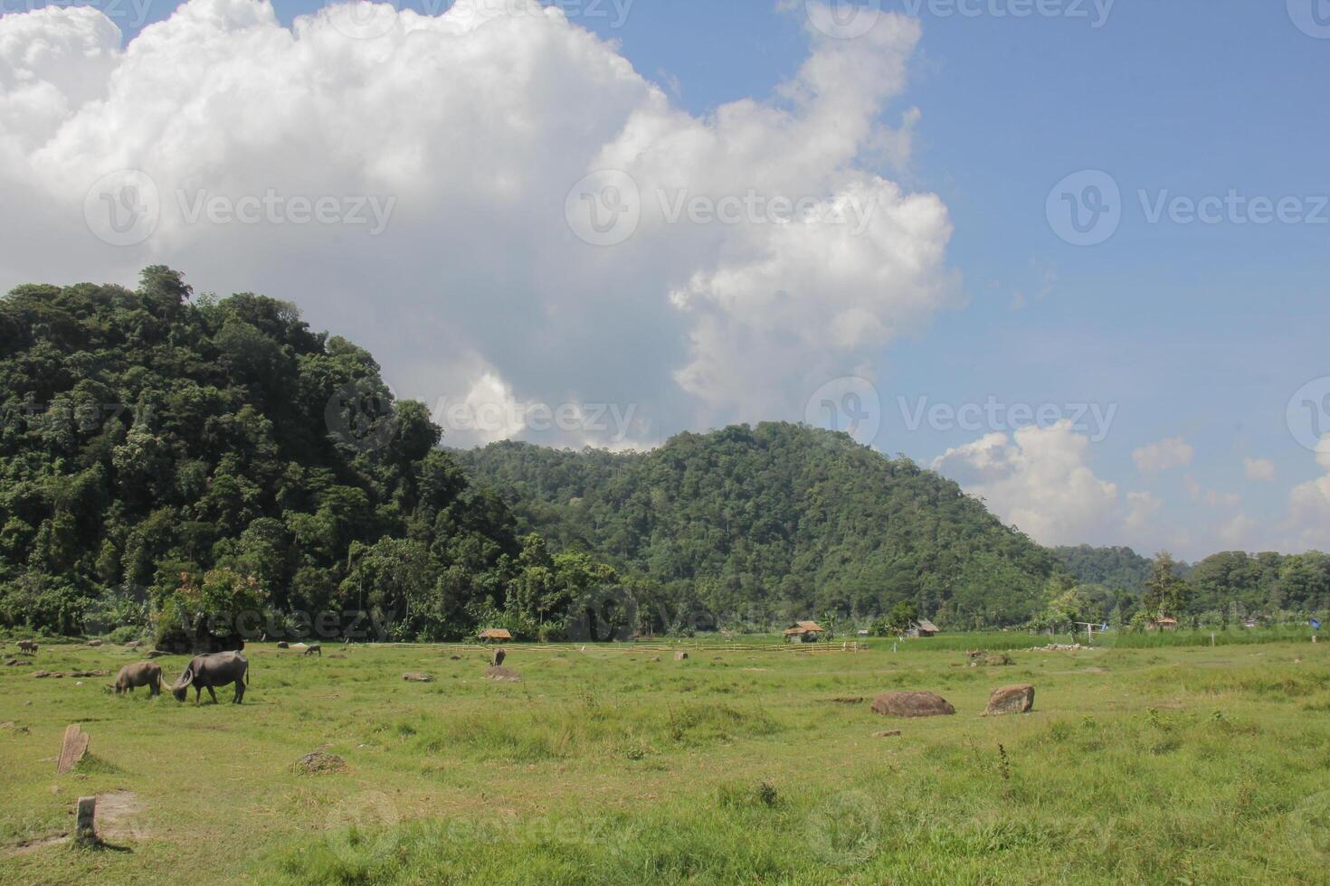 Green meadows and distant hills with cattle grazing beneath a clouded sky photo