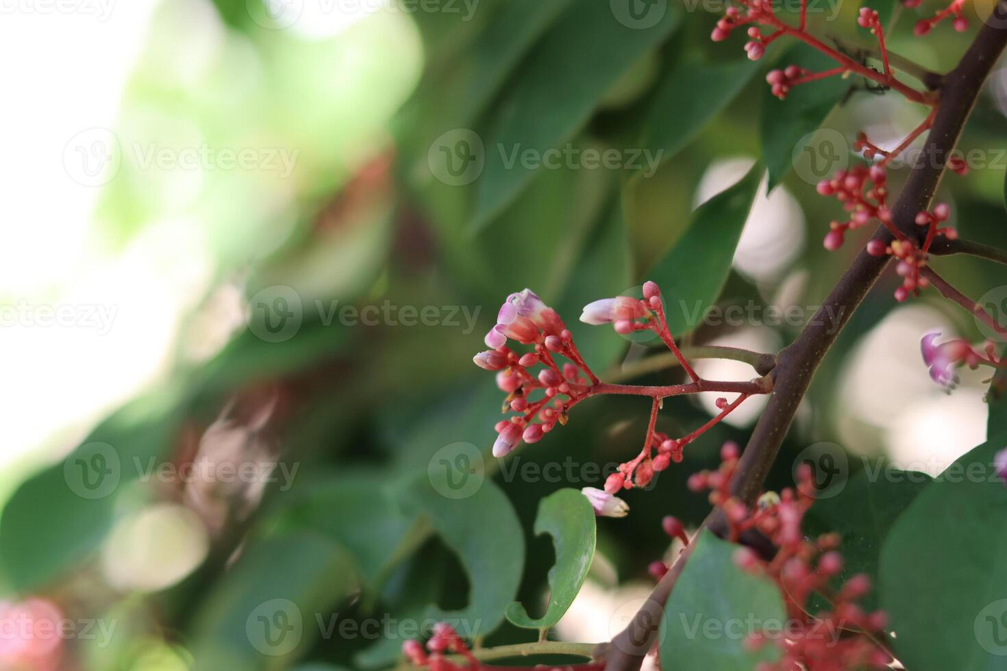 A close-up image capturing the intricate details of star fruit tree flowers and leaves on a branch photo