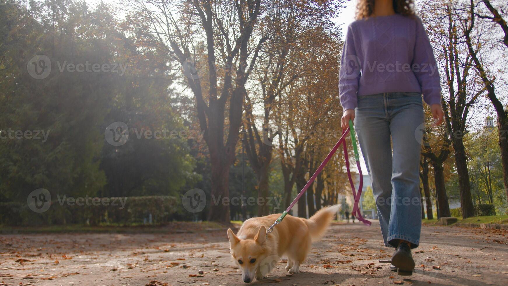 Happy purebred pembroke welsh corgi on leash walk with girl handler in autumn park. Unrecognizable woman pet owner going in city with little fluffy pup sniffing leaves outdoors dog walking service photo