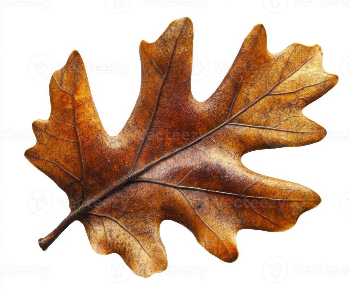 Fallen oak leaf displaying rich autumn colors against a plain background photo