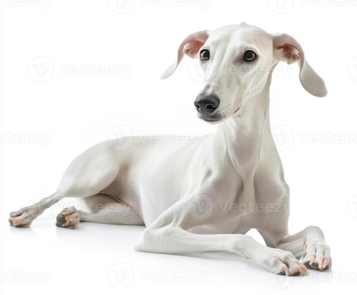 Elegant white dog resting calmly on a bright background, showcasing its graceful posture and attentive gaze photo
