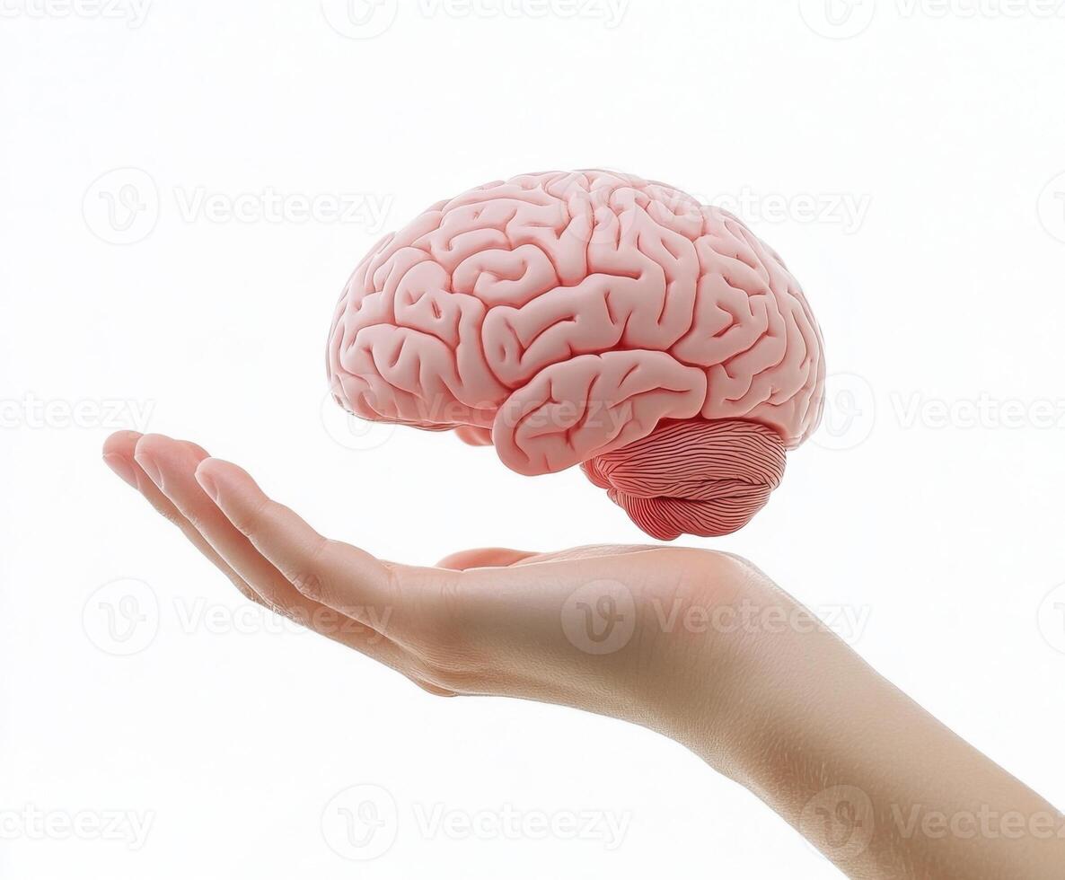 Hand supports a realistic model of a human brain against a white background, showcasing anatomical details and structure photo