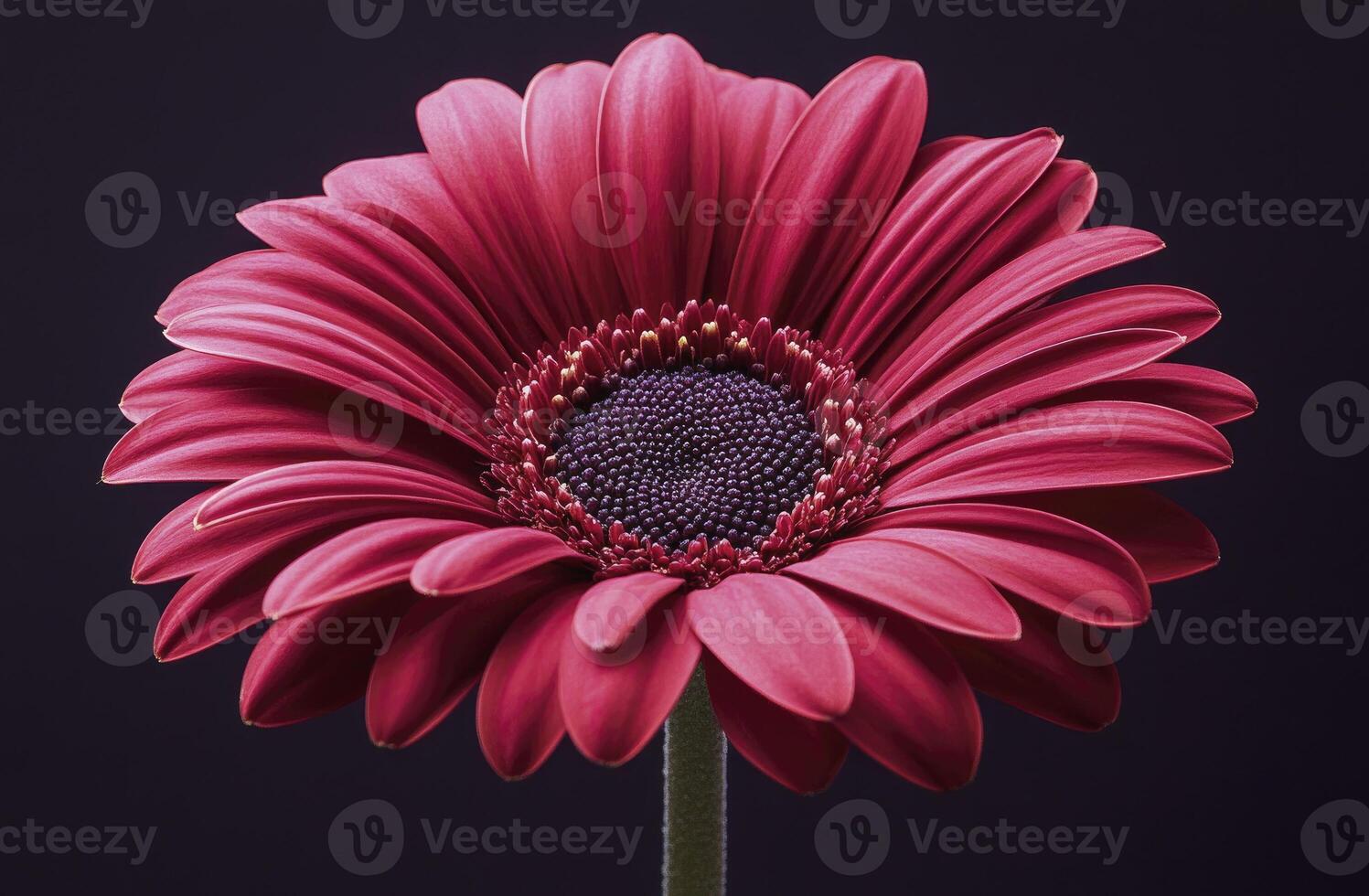 Vibrant Red Gerbera Daisy Flower Closeup photo