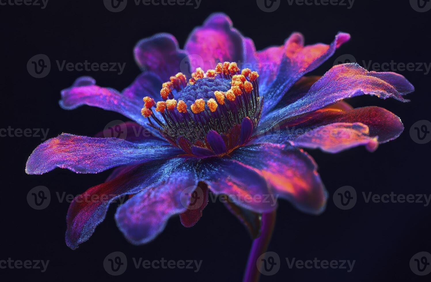Vibrant Purple Flower Macro Photography Dark Background photo
