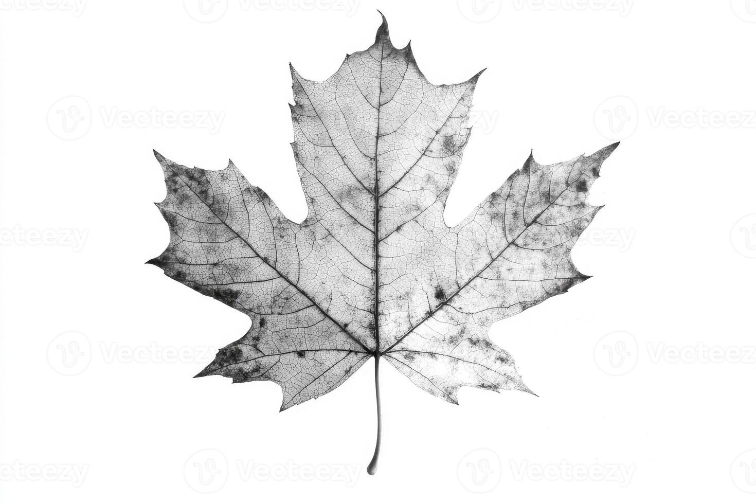 Skeletal Maple Leaf Print Botanical Nature Art photo