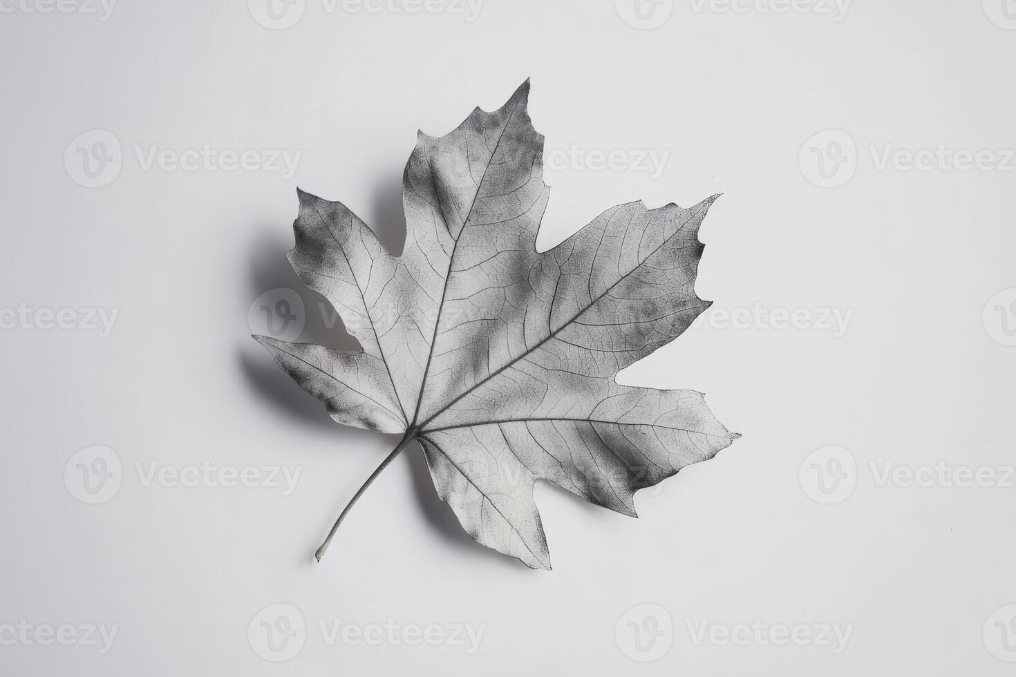 Single Dried Maple Leaf Photography Minimalist Nature Image photo