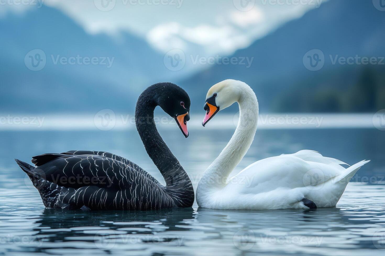 Black swan and white swan forming heart shape with necks. photo