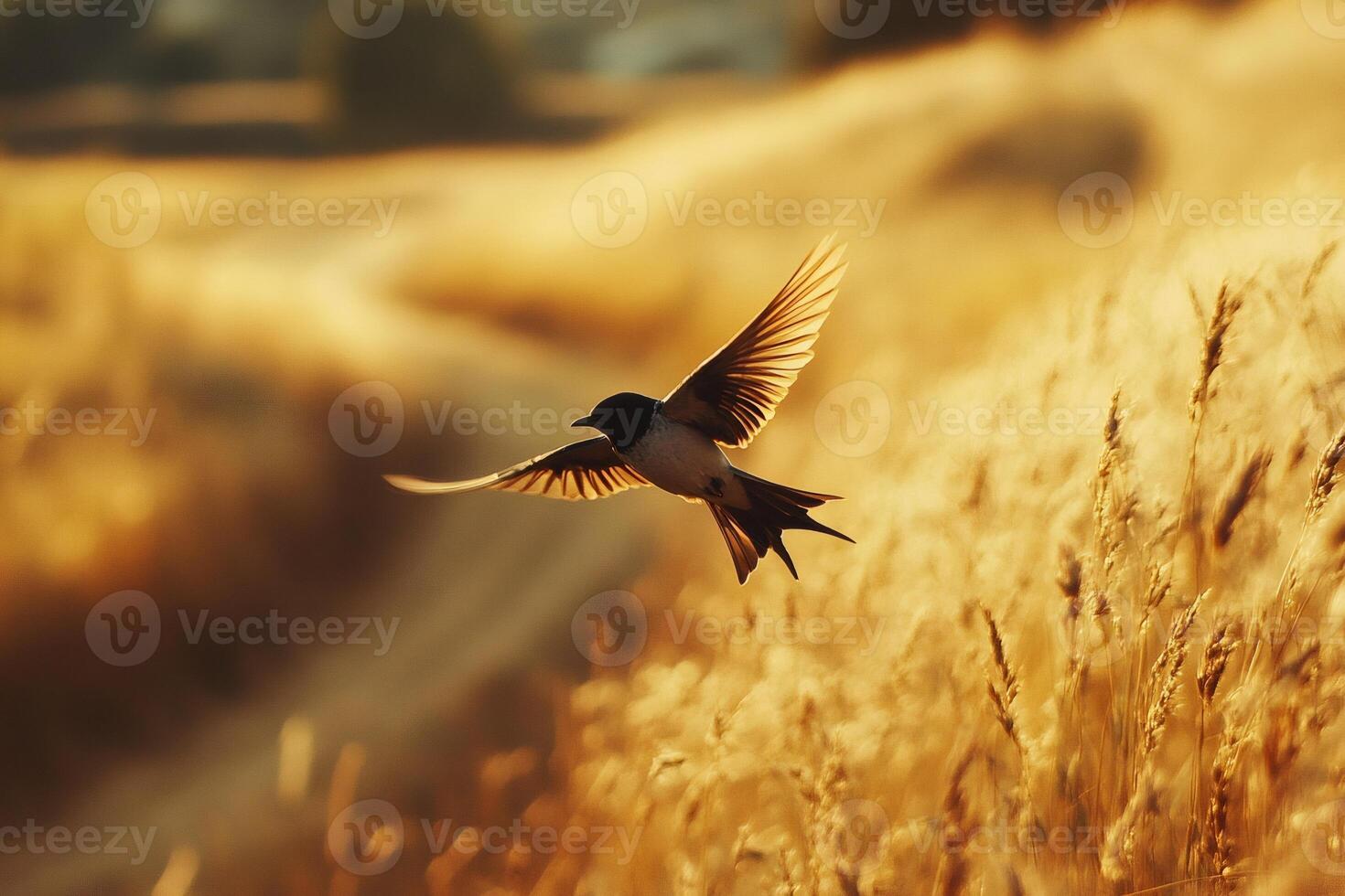 Swallow flying over golden field at sunset, wings spread in freedom photo