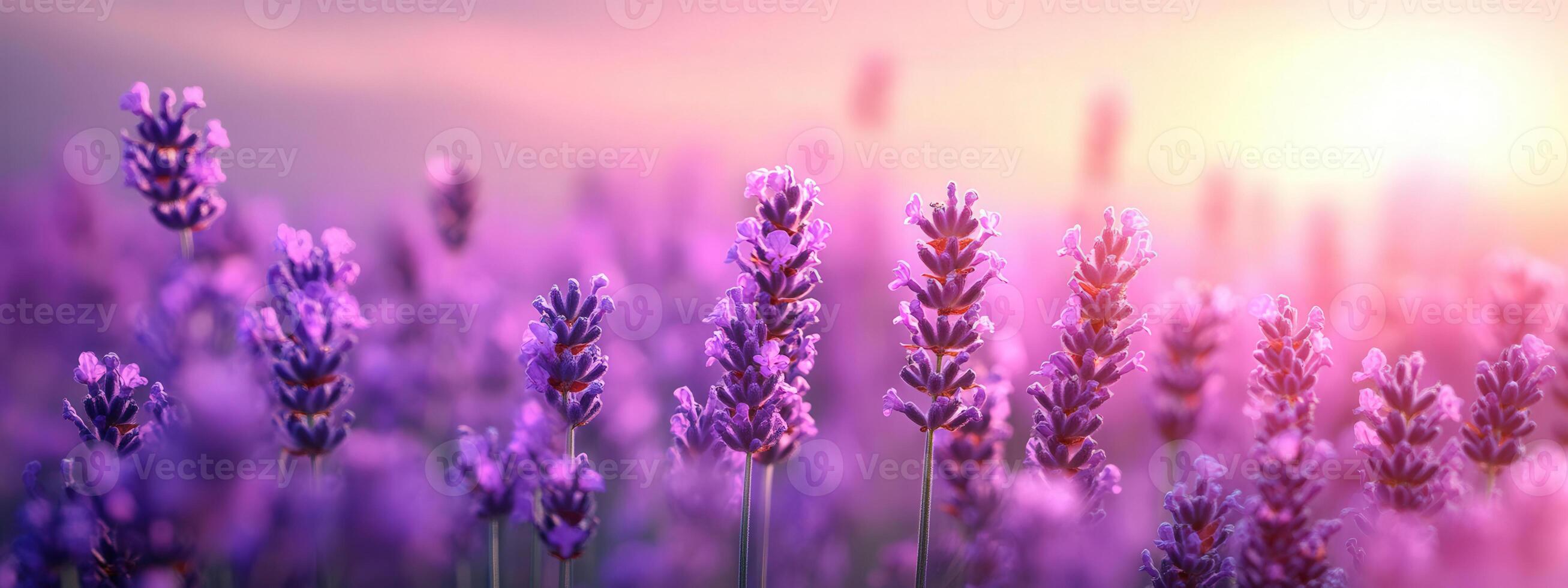 Smooth pastel lavender background with a slight gradient, calming and gentle photo