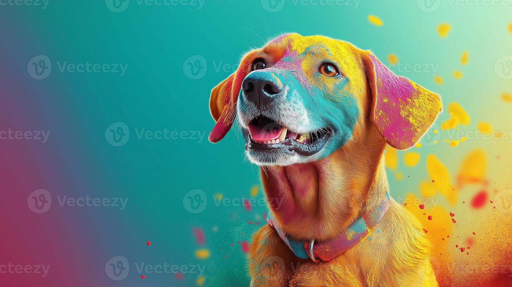 Golden retriever with colorful holi powder on his face on a colored background, Holi day photo