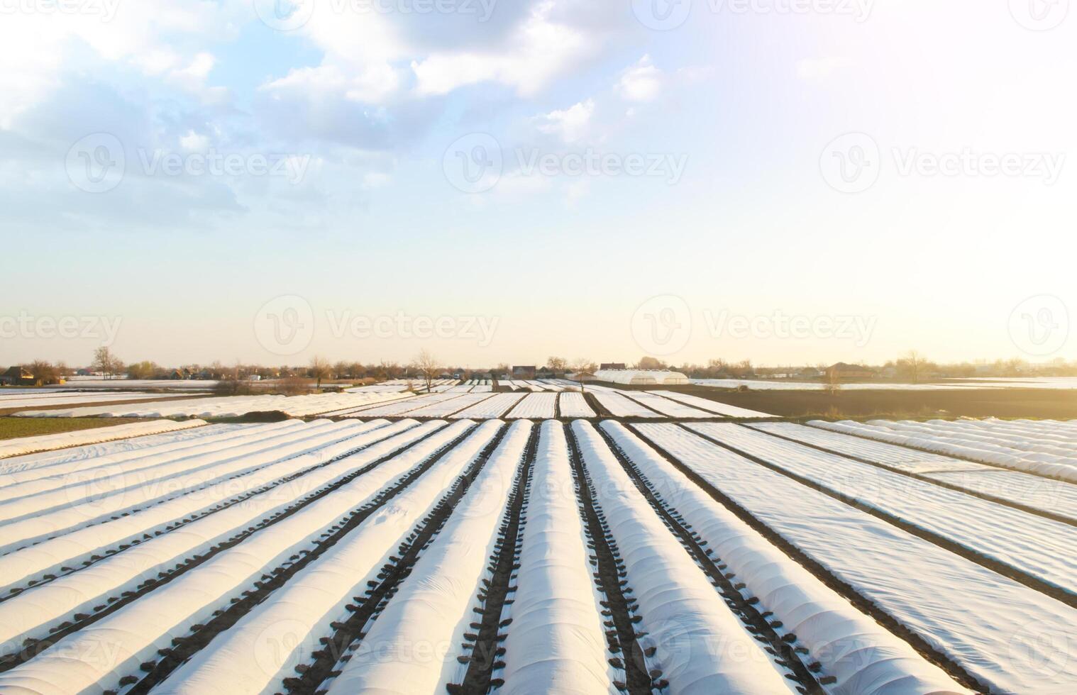 Agricultural fields covered with a protective coating against bad cold weather. Spunbond agrofibre. Using new methods technologies of growing and caring for crop. Early sowing campaign. Greenhouse photo
