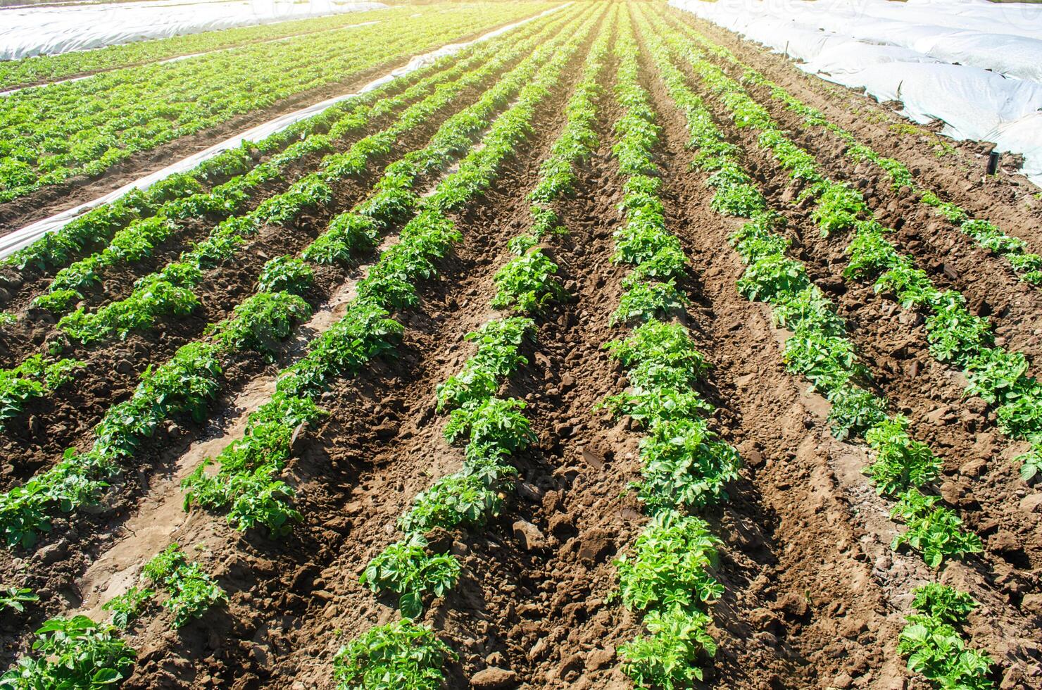 Landscape of plantation field of young potato bushes after watering. Farming and agrocultural industry. Agribusiness. Farm growing vegetables. Fresh green greens. Agroindustry, cultivation. photo