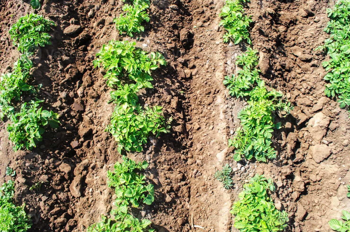 Rows of potato bushes plantation on farm field. Agriculture, growing food vegetables. Cultivation and care, harvesting in late spring. Agroindustry and agribusiness. Order and rules of landing spacing photo