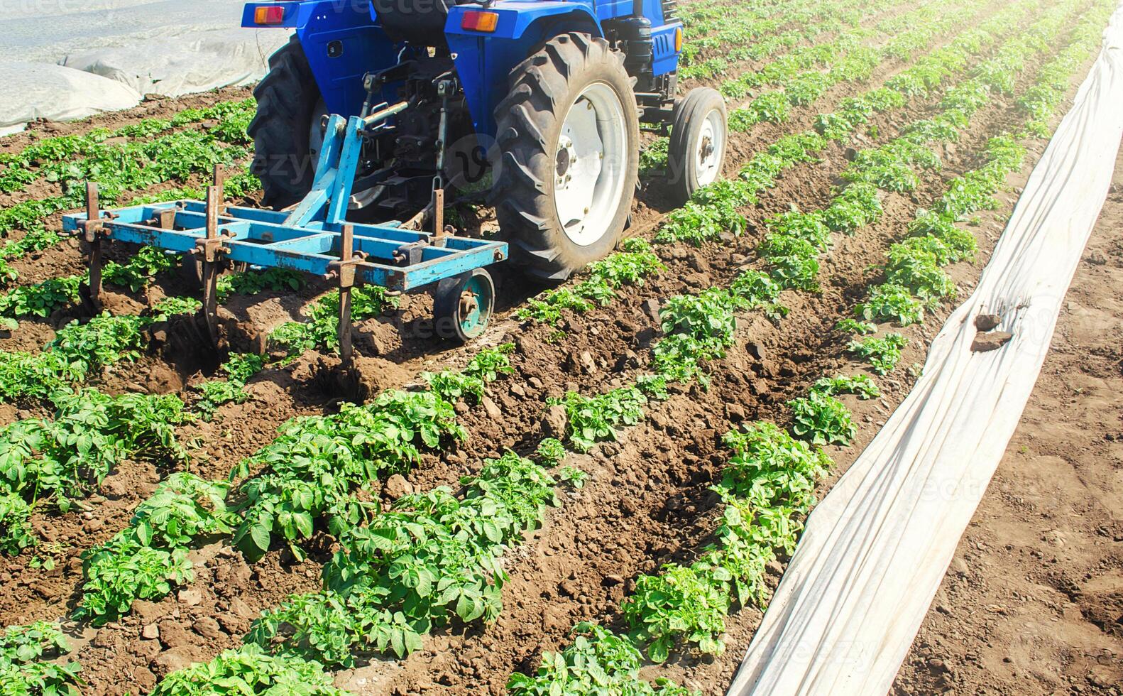 Farmer on a tractor loosens compacted soil between rows of potato bushes. Crop care. Farming agricultural industry. Improving quality of ground to allow water and nitrogen air to pass through to roots photo