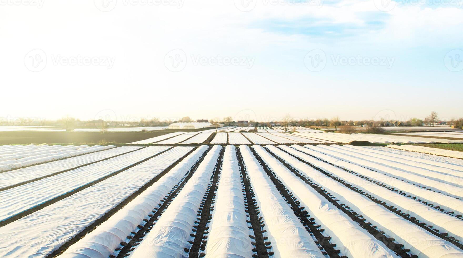 Farmer plantation fields covered with spunbond agrofibre. Use of technology in agriculture for an earlier and higher harvest. Improving survival and efficiency of agricultural crops. photo