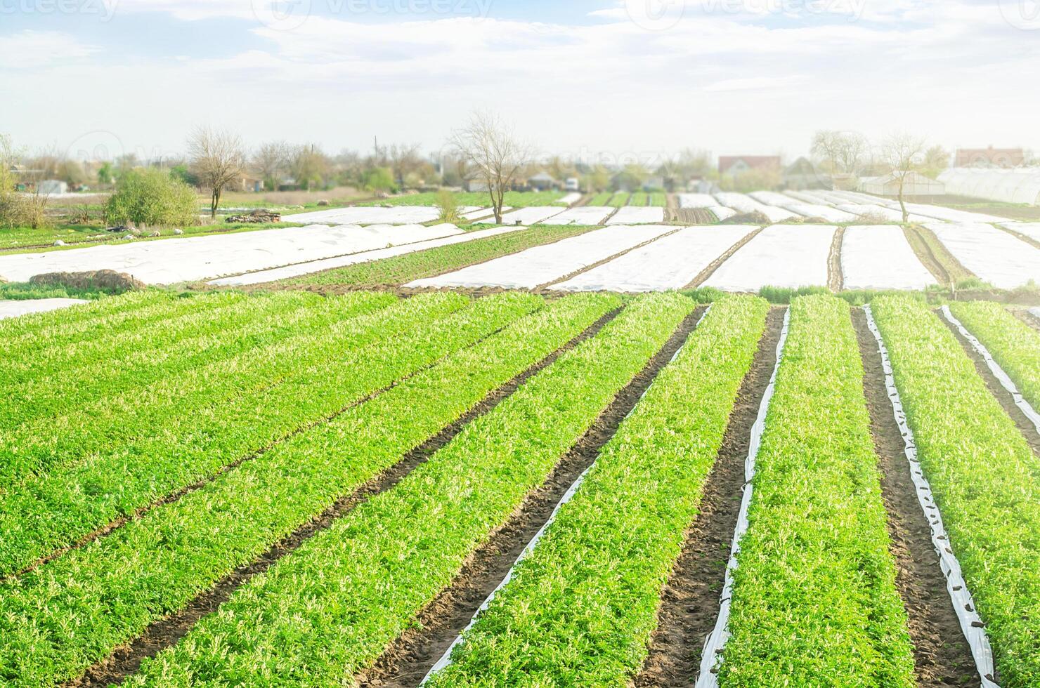 Farm potato plantation fields on a sunny day. Growing vegetables food. Agriculture agribusiness. Use spunbond agrofibre technology to protect crop from cold weather. Agricultural sector of the economy photo