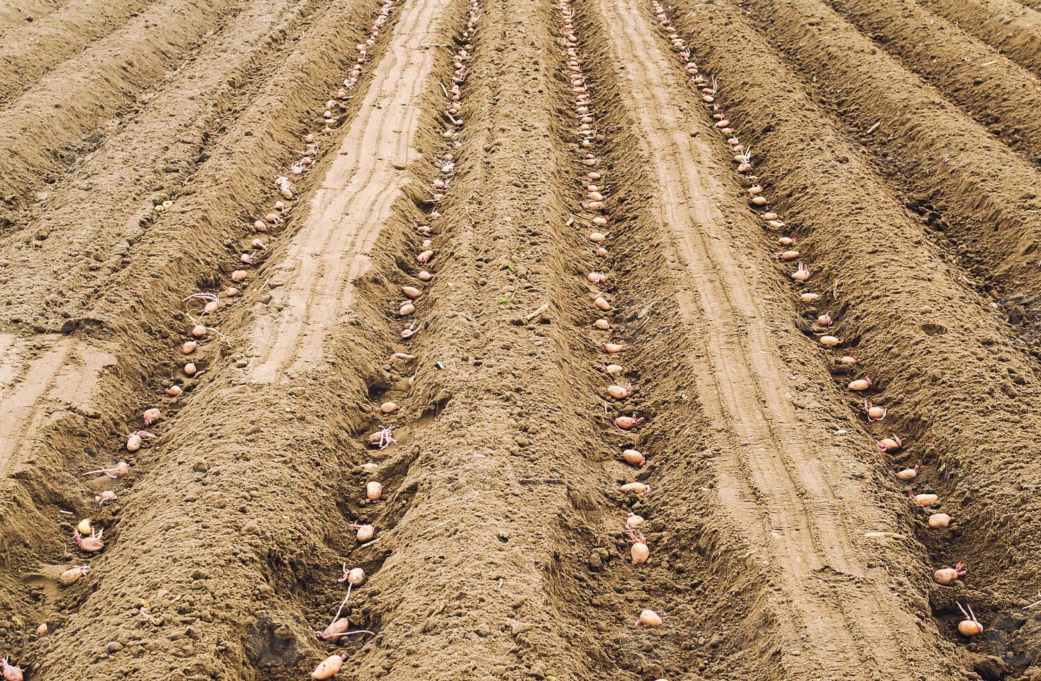 Seed sprouted potatoes are planted in rows in the ground before soil digging closing. The process of planting a potato plantation. Farming and agricultural industry. Agribusiness. Soil preparation. photo
