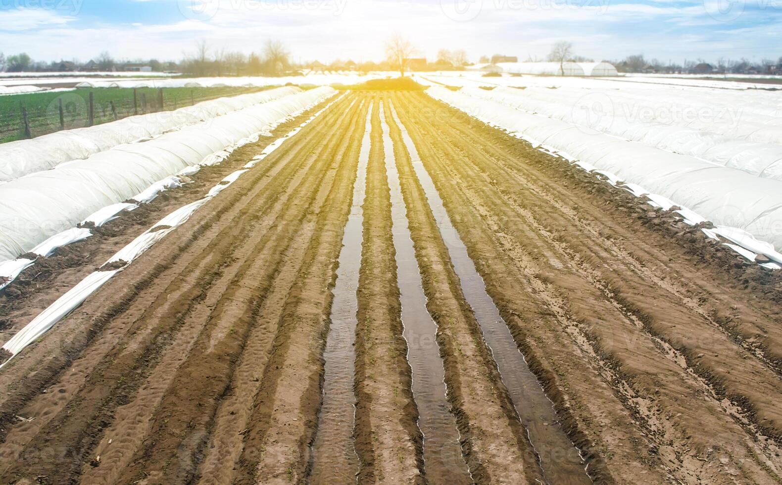 Watering rows of carrot plantations in an open way. Heavy copious irrigation after sowing seeds. Agriculture agribusiness, farmland. New farming planting season. Moisturize soil and stimulate growth. photo