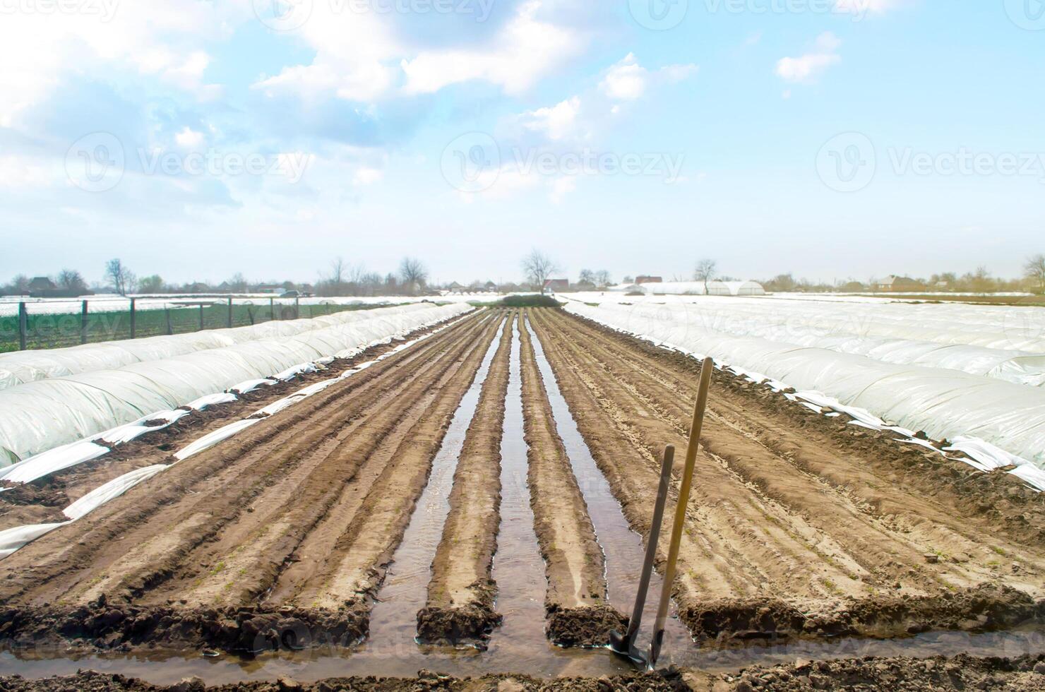 Watering rows of carrot plantations in an open way. Heavy copious irrigation after sowing seeds. New farming planting season. Moisturize soil and stimulate growth. Agriculture agribusiness, farmland. photo