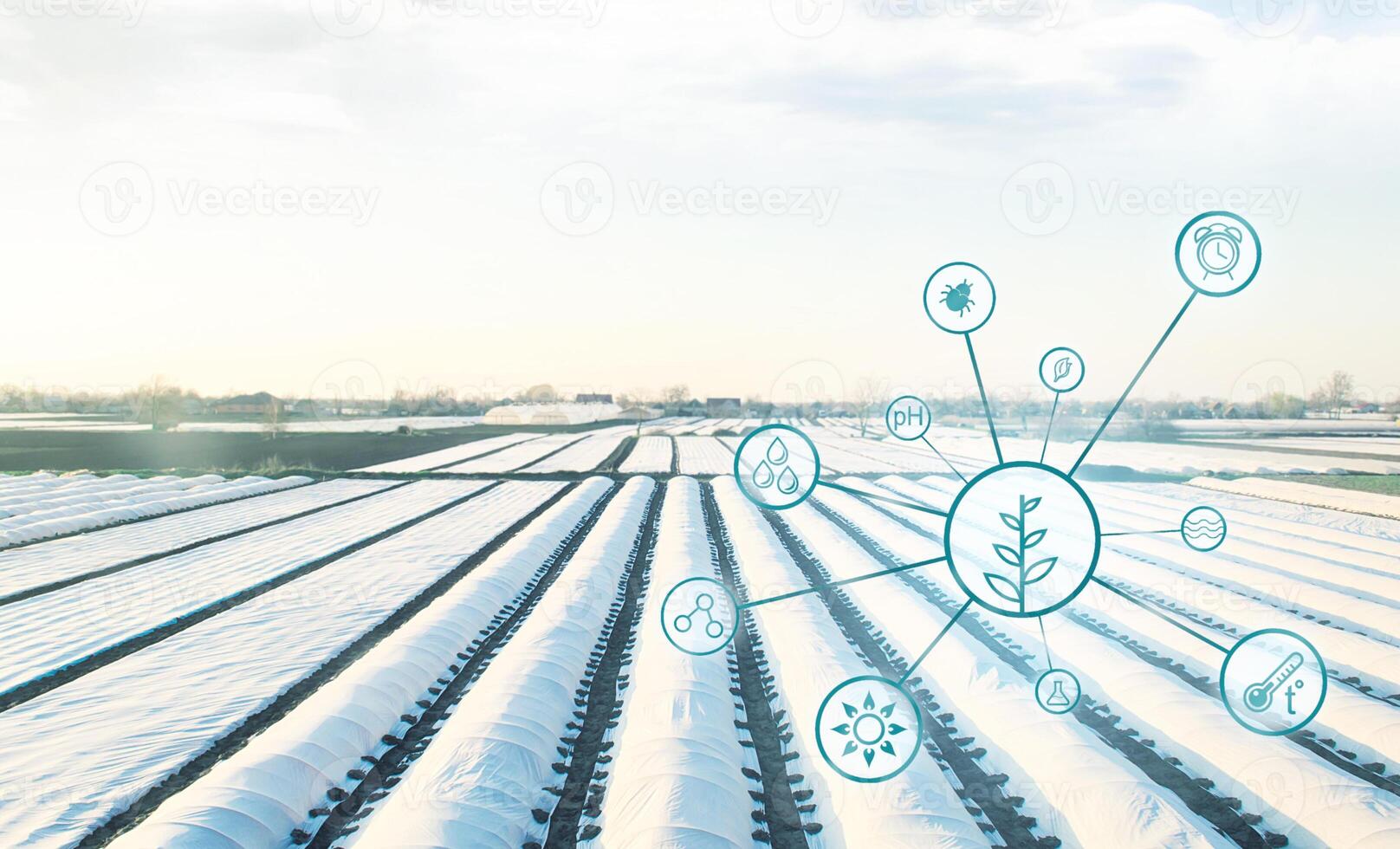 Farmer plantation fields covered with spunbond agrofibre. Concept of managing conditions and processes in agribusiness for an earlier harvest. Technology and digitalization. Confronting climate change photo
