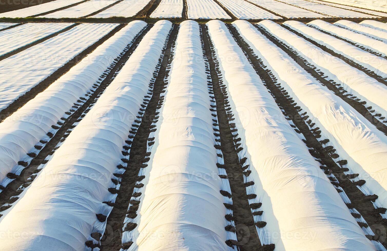 Farmer plantation fields covered with spunbond agrofibre. greenhouse effect. The use of technology in agriculture for an earlier and higher harvest, soften mitigating the effects of unstable weather. photo