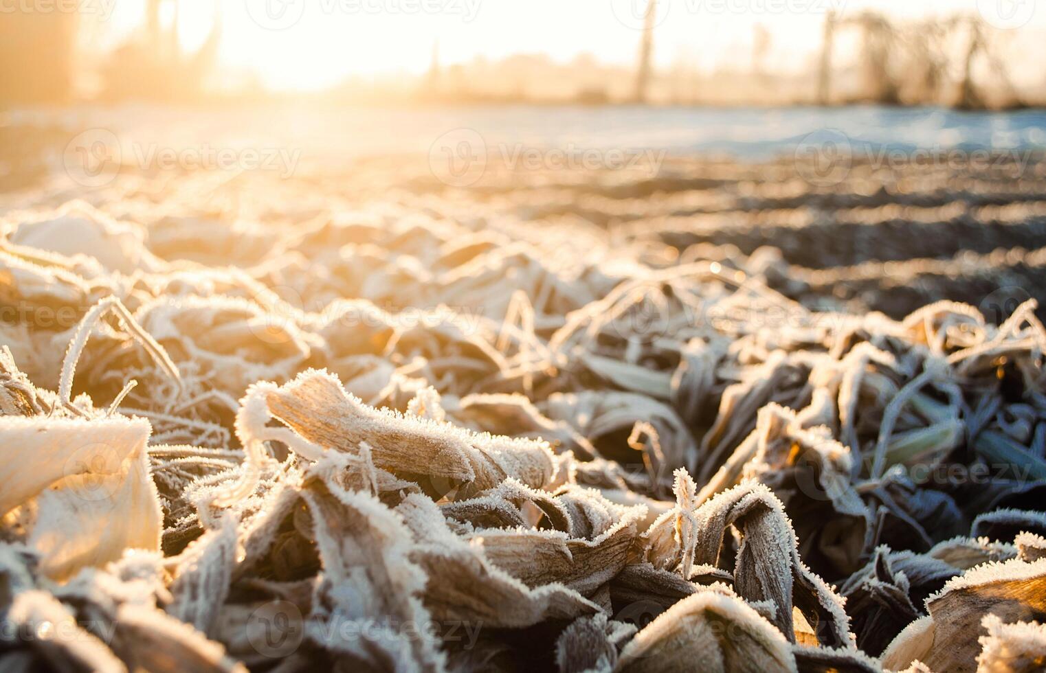 Frozen leaves leftover after harvest on a farm field at dawn. Frosty weather, spring frosts, unpredictable climate. A threat to the winter crop. Agriculture and agribusiness. Ecology. Focus on leaves photo