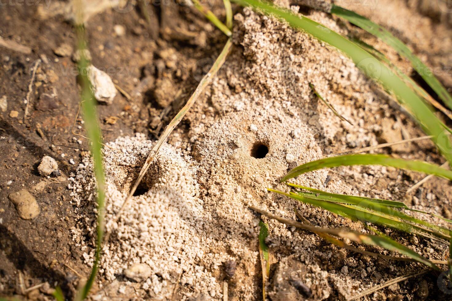A close up of a hole in the ground with grass growing out of it photo