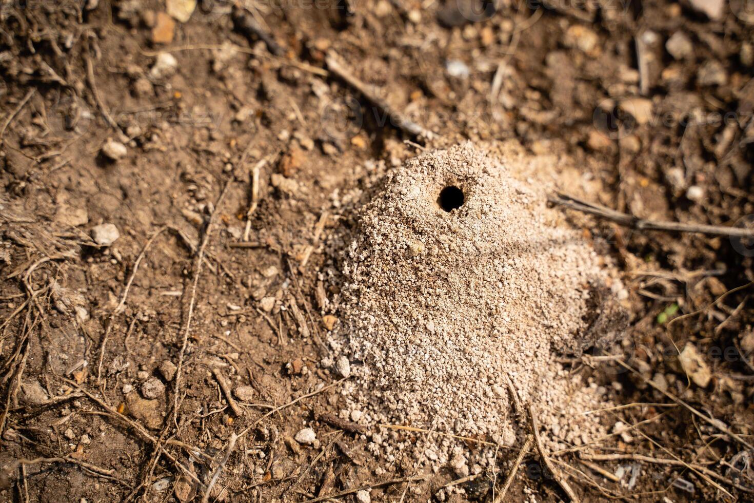 A CloseUp View of an Anthill and Its Entrance Nestled in Ground Cover, Soil Layers, and Surroundings photo