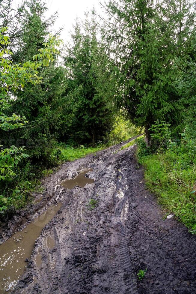 A Muddy Pathway in a Lush Forest, Beautifully Surrounded by Tall Evergreen Trees and Natures Beauty photo