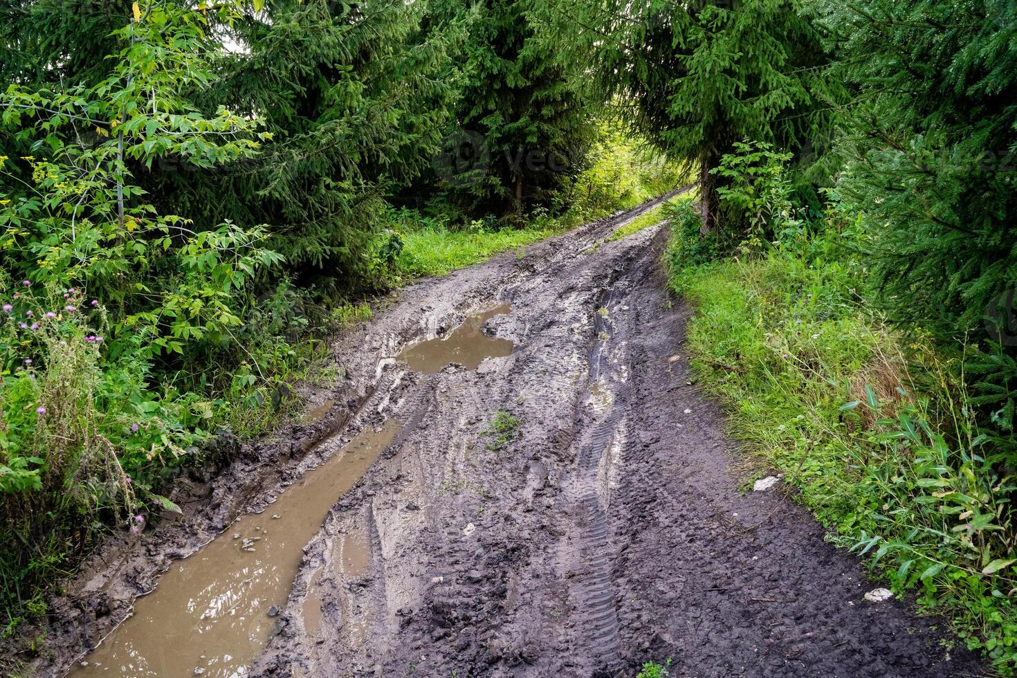 Muddy Forest Path An Enchanting Rustic Trail That Is Beautifully Surrounded by Bountiful Lush Greenery photo