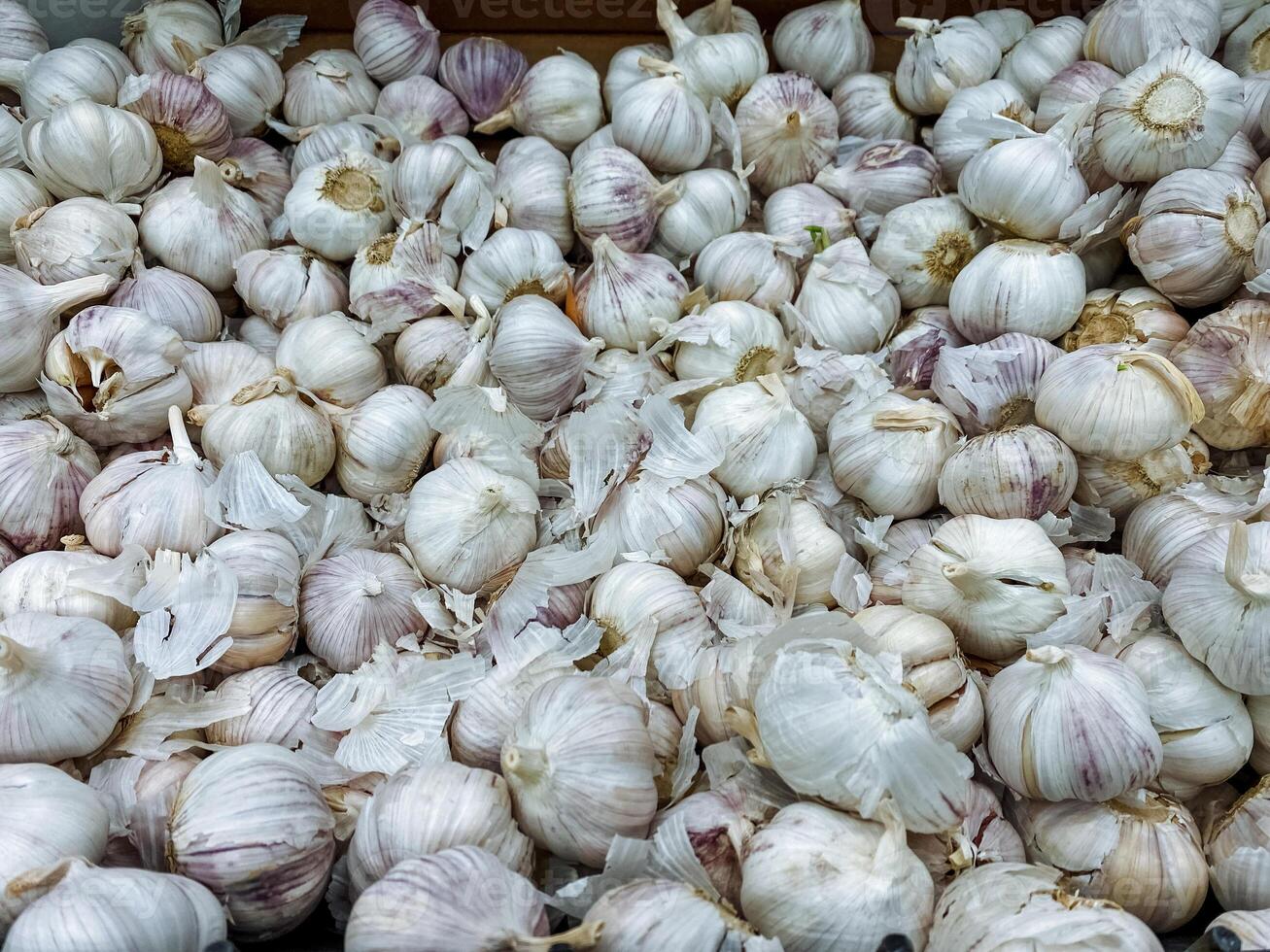 A sizable pile of garlic is currently sitting on a table, ready to be used in various culinary dishes and recipes, showcasing its importance as a fundamental ingredient in cooking photo