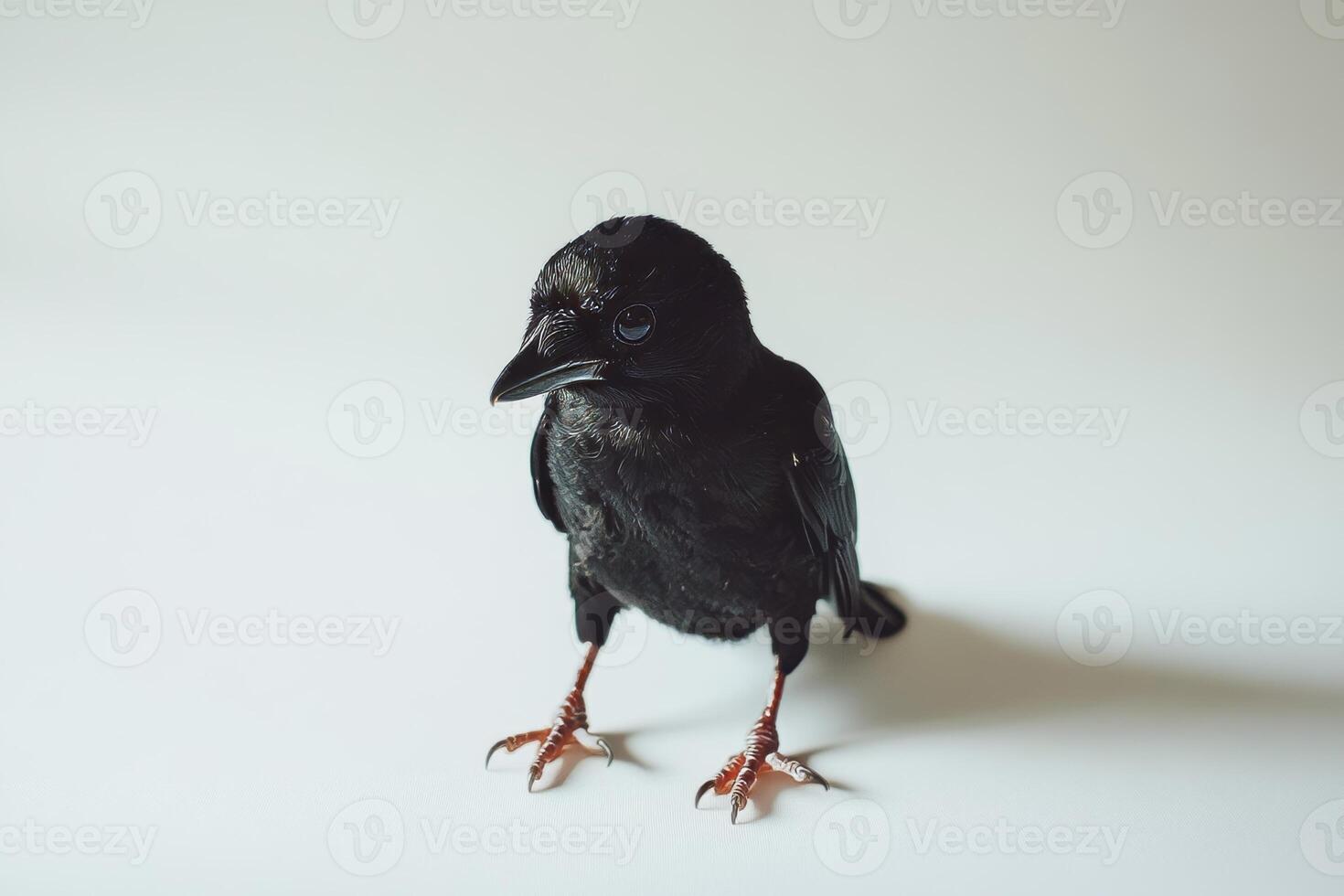 Close-Up of a Black Bird with Glossy Feathers and Sharp Beak photo