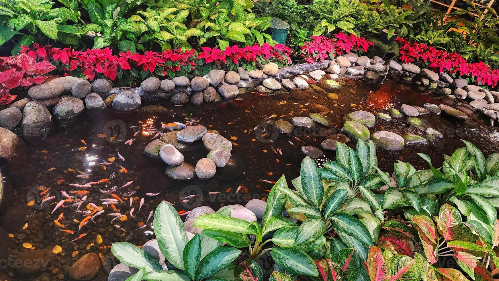 Koi fish swimming in the pond in cozy garden, Indonesia. photo