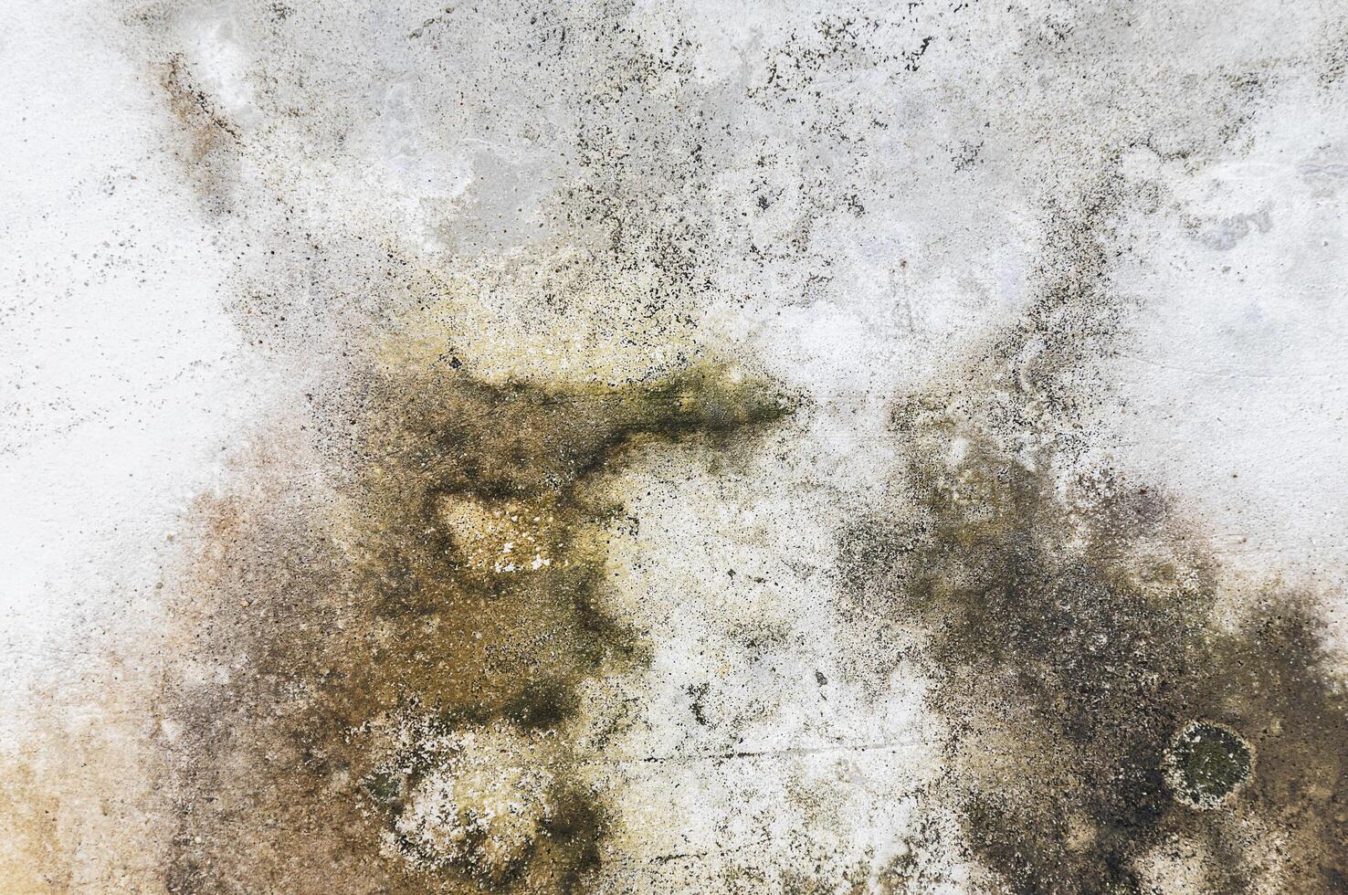 Green moss on concrete wall photo