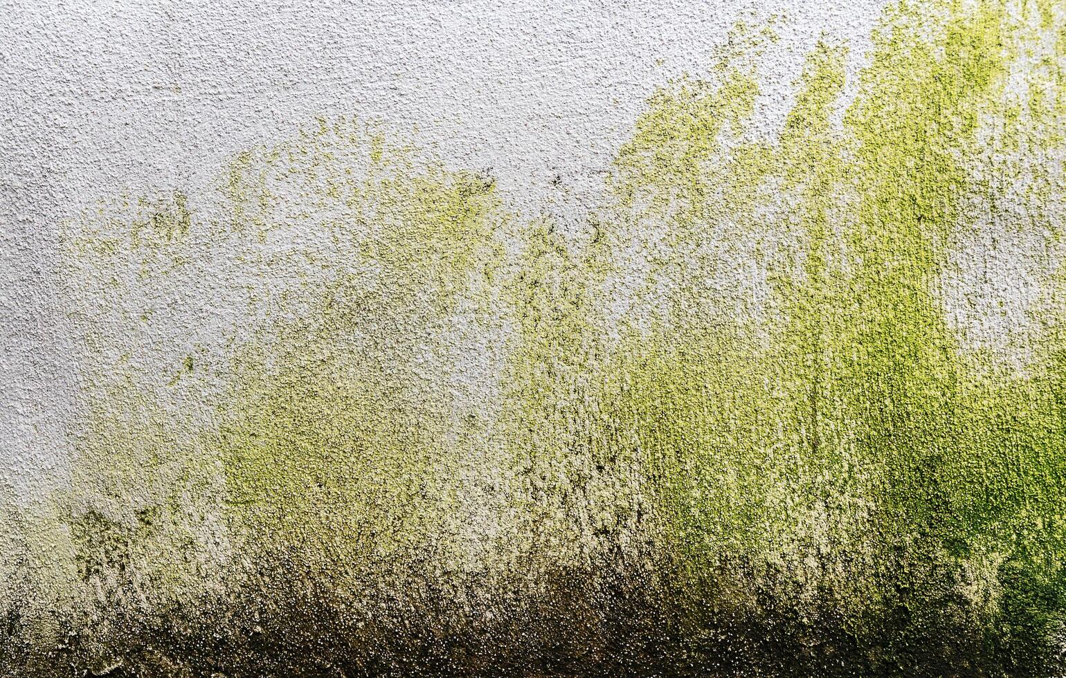 Cement wall has moss stains. photo