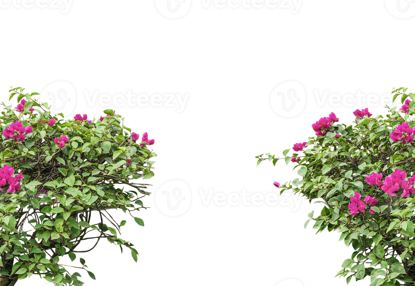 two pink flowers are growing on a tree, Pink Bougainvillea Bush tree leaf frame, bouquet of flowers, bouquet of lilac, png