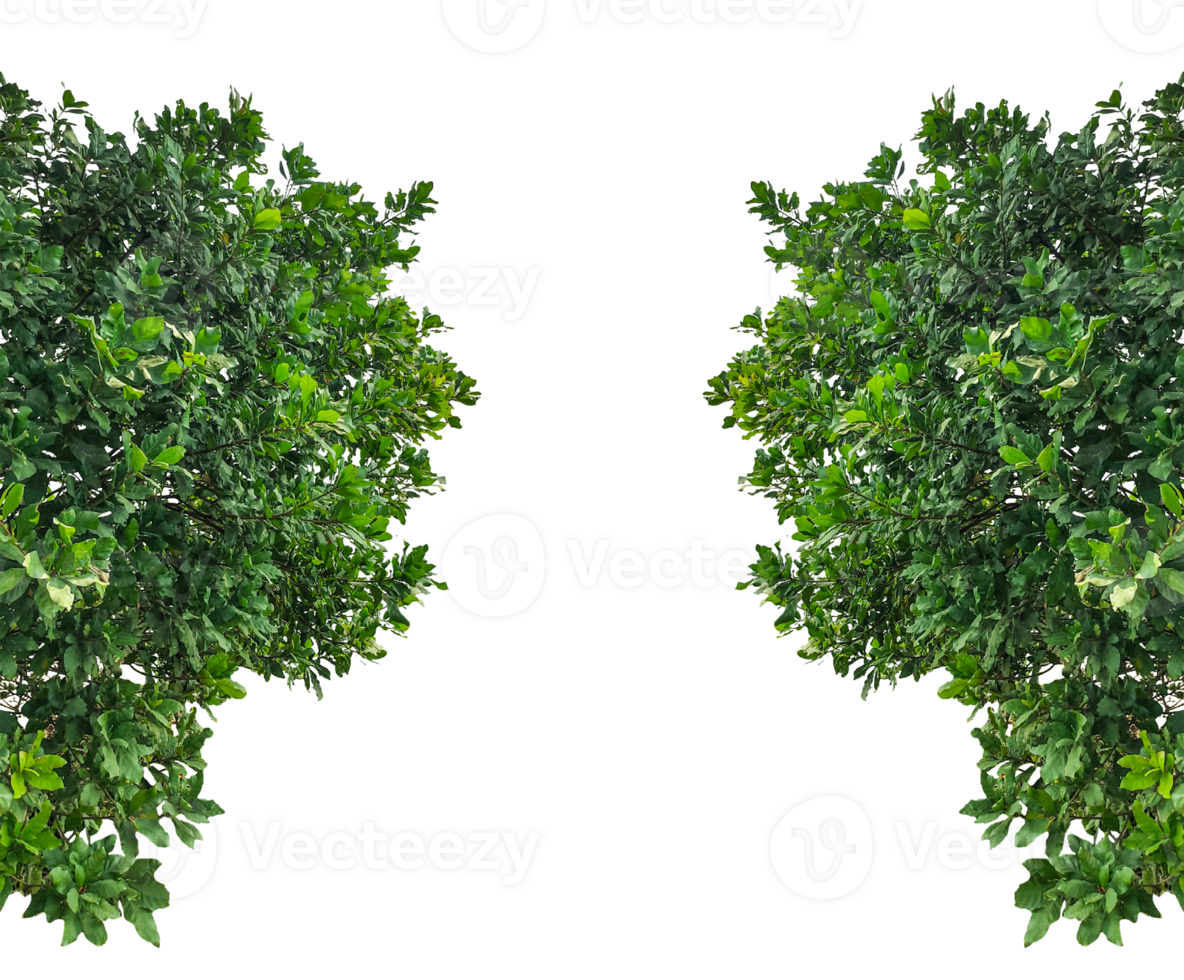 two green trees leaf frame on a transparent background, Green Bush Frame, green leaves isolated png