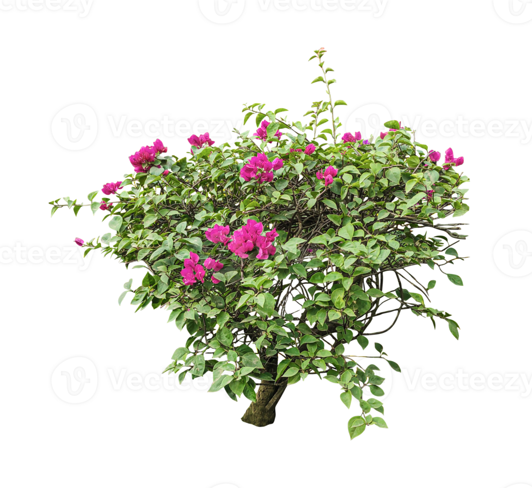 Bougainvillea Bush with pink flowers green leaf tree branch, bouquet of flowers, bouquet of lilac, png